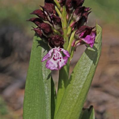 Orchis pourpre2_Baronnies