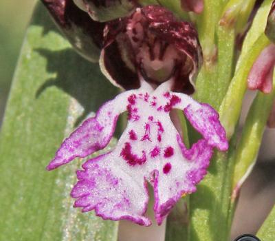 Orchis pourpre3_Baronnies