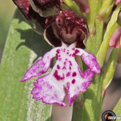 Orchis pourpre3_Baronnies