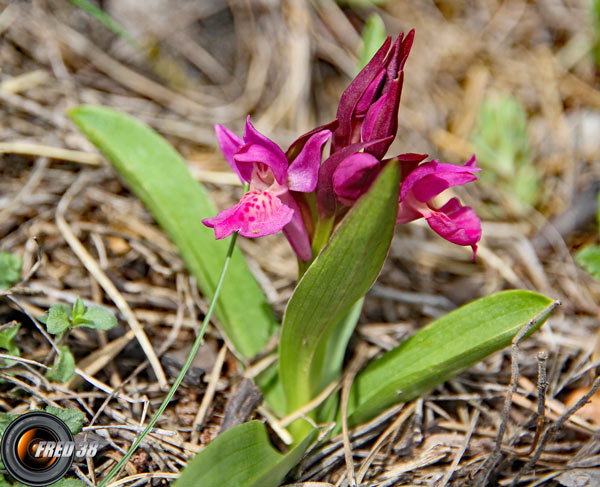 Orchis punaise_Diois