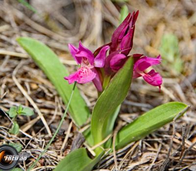 Orchis punaise_Diois