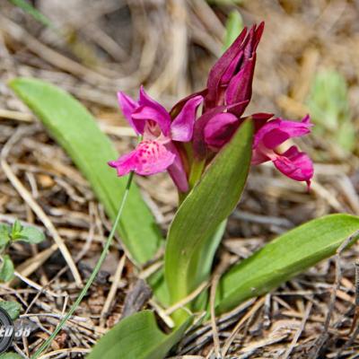 Orchis punaise_Diois