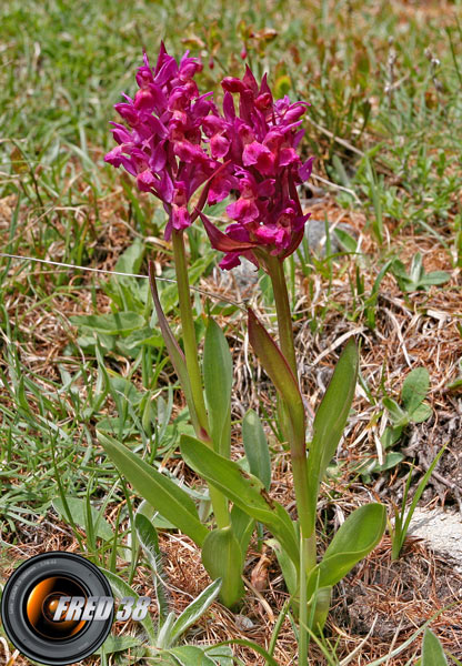 Orchis punaise_Mercantour