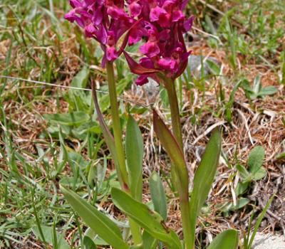 Orchis punaise_Mercantour