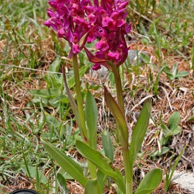 Orchis punaise_Mercantour