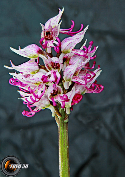 Orchis singe_Dauphiné