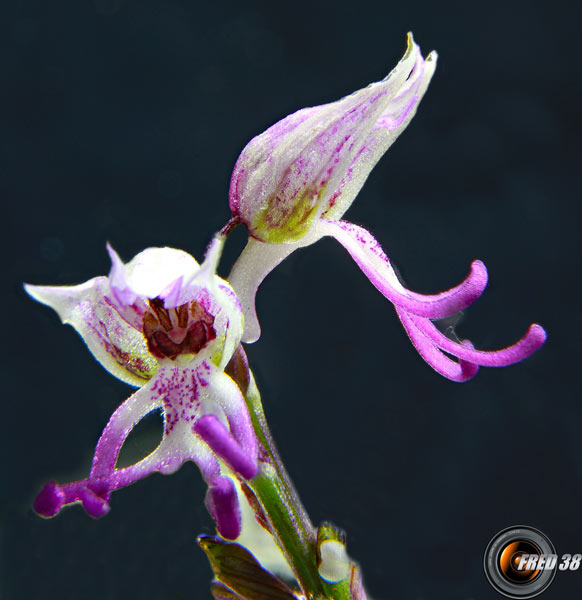 Orchis singe2_Dauphiné