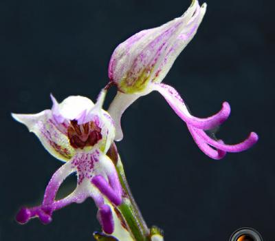 Orchis singe2_Dauphiné