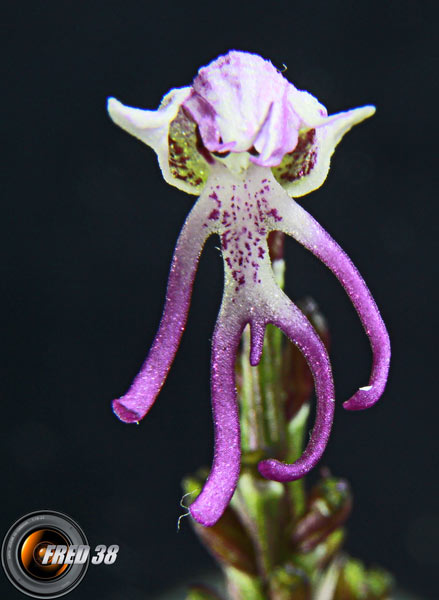 Orchis singe3_Dauphiné