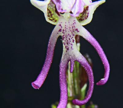 Orchis singe3_Dauphiné