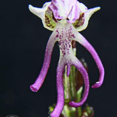 Orchis singe3_Dauphiné