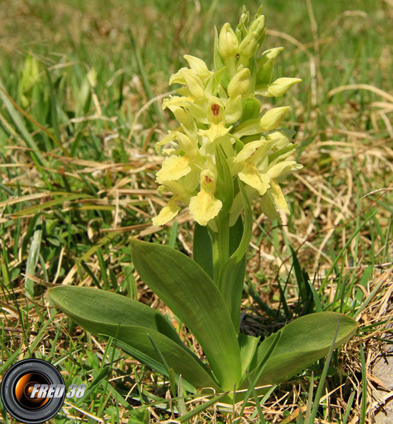 Orchis sureau jaune1_Vercors