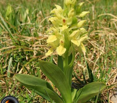 Orchis sureau jaune1_Vercors