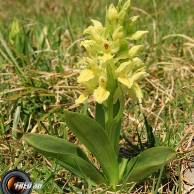Orchis sureau jaune1_Vercors