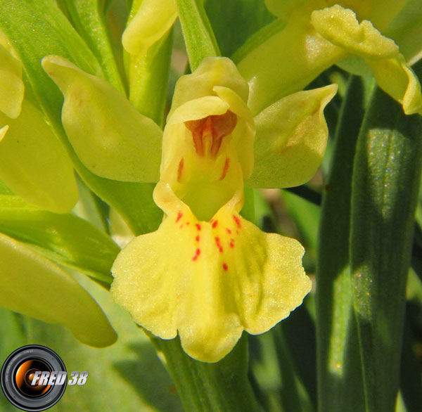Orchis sureau jaune2_Vercors