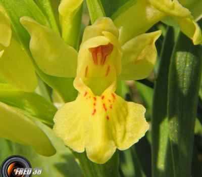 Orchis sureau jaune2_Vercors