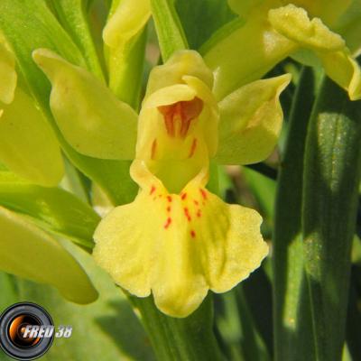 Orchis sureau jaune2_Vercors