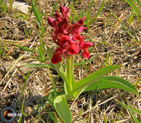 Orchis sureau pourpre1_Vercors