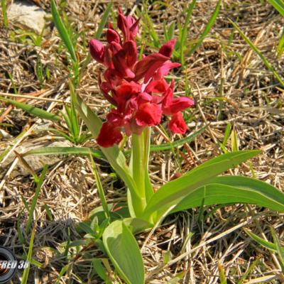 Orchis sureau pourpre1_Vercors