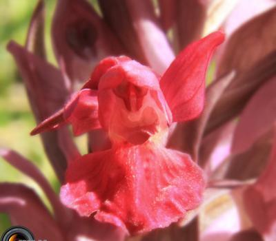 Orchis sureau pourpre2_Vercors