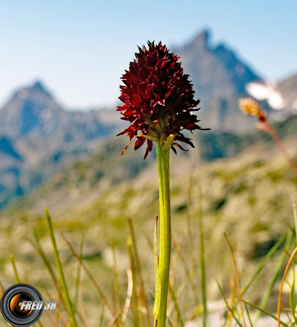 Orchis vanillé_Belledonne