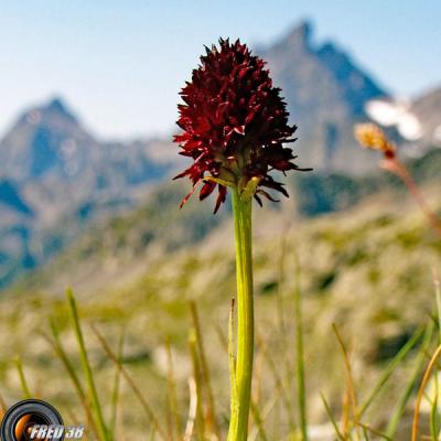 Orchis vanillé_Belledonne
