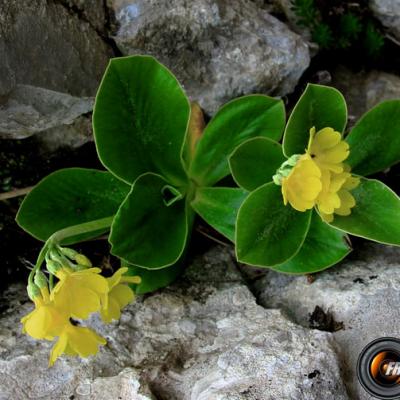 Oreille d'ours1_Chartreuse