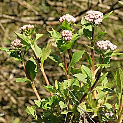 Origan1_Belledonne
