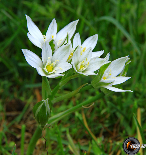 Ornithogale en ombrelle_Haute-Provence