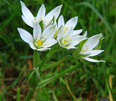 Ornithogale en ombrelle_Haute-Provence