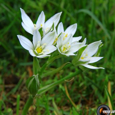 Ornithogale en ombrelle_Haute-Provence
