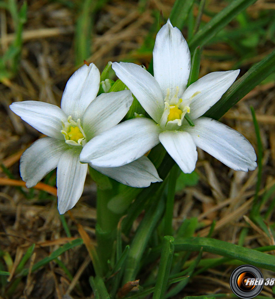 Ornithogale en ombrelle2_Haute-Provence