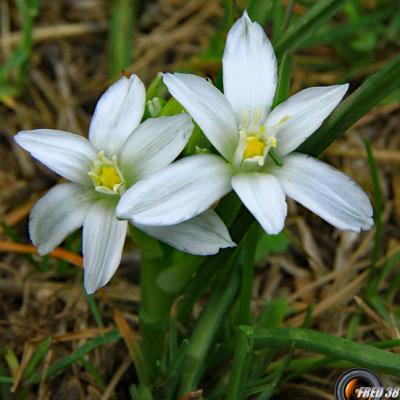 Ornithogale en ombrelle2_Haute-Provence