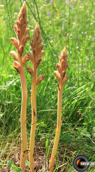 Orobanche du genet_Chartreuse