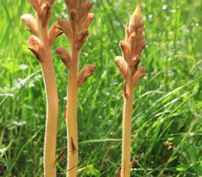 Orobanche du genet_Chartreuse