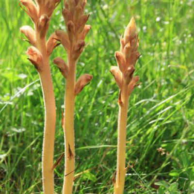Orobanche du genet_Chartreuse