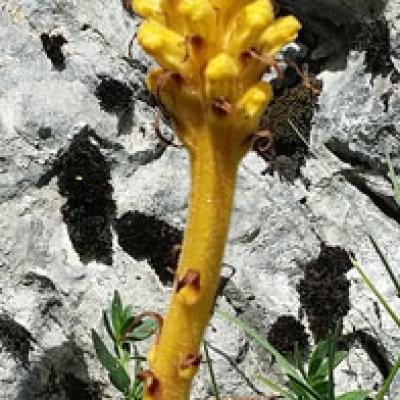Orobanche laser_Chartreuse