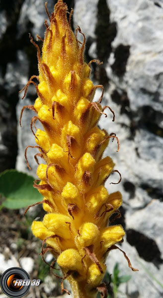 Orobanche laser2_Chartreuse