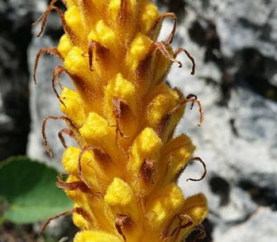 Orobanche laser2_Chartreuse