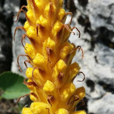 Orobanche laser2_Chartreuse