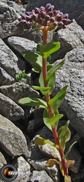 Orpin des infidèles_Ecrins