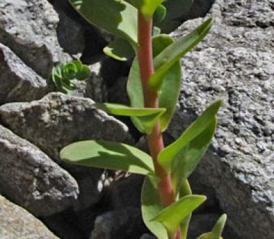 Orpin des infidèles_Ecrins