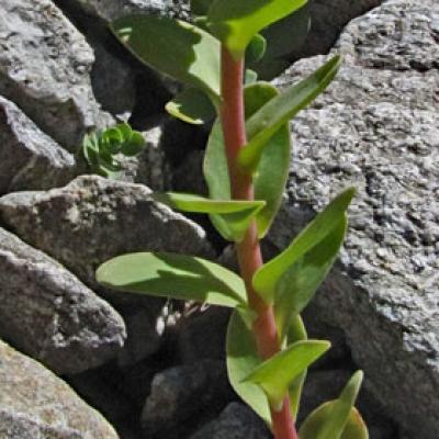Orpin des infidèles_Ecrins