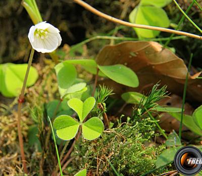 Oxalllis des bois_Belledonne