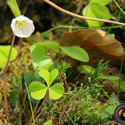 Oxalllis des bois_Belledonne