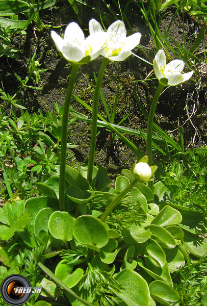 Parnassie des marais1_Beaufortain