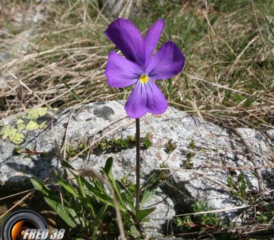 Pensée de Bubani_Ecrins