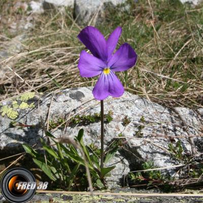 Pensée de Bubani_Ecrins