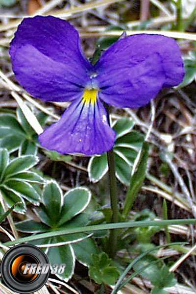 Pensée des rochers_Belledonne