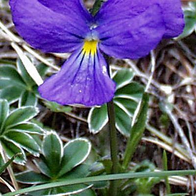 Pensée des rochers_Belledonne